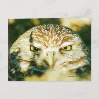 POSTAL OWL POSTCARD