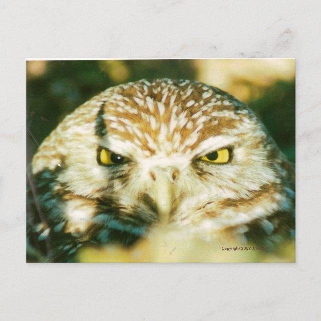 POSTAL OWL POSTCARD (Anverso)