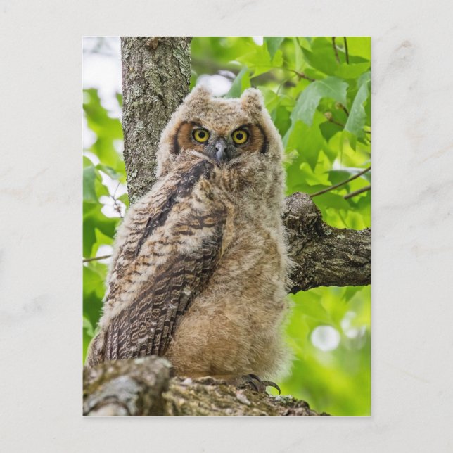 Postal Owlet (Anverso)