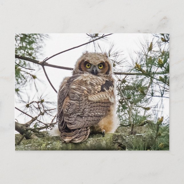 Postal Owlet En Una Rama De Pino (Anverso)