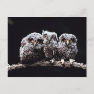 Postal Owlet Trio