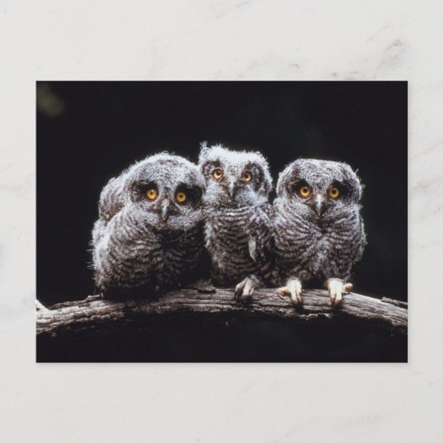 Postal Owlet Trio (Anverso)