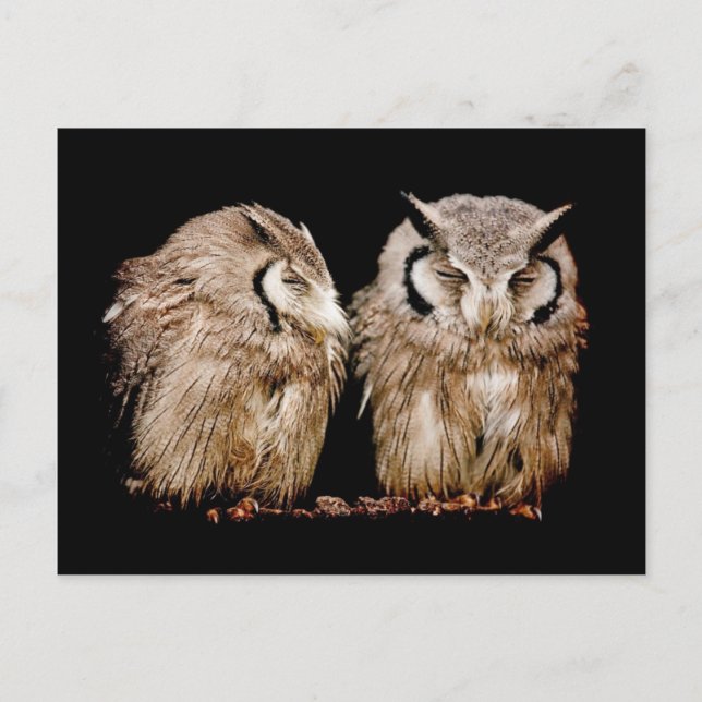 Postal Owlets jovenes (Anverso)