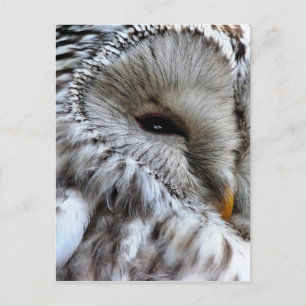 POSTAL OWLS