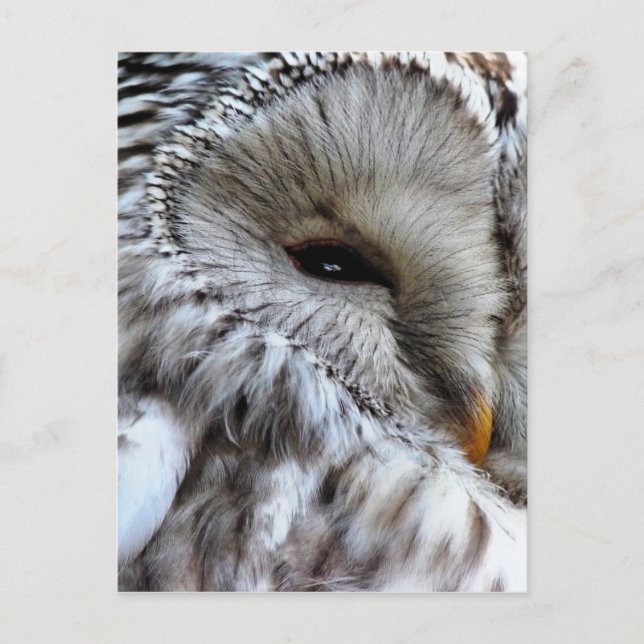 POSTAL OWLS (Anverso)