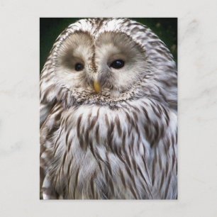POSTAL OWLS