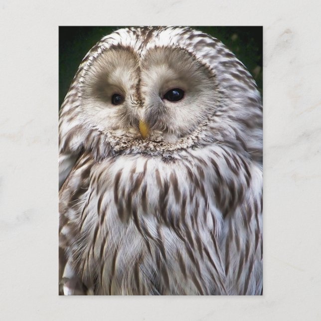 POSTAL OWLS (Anverso)