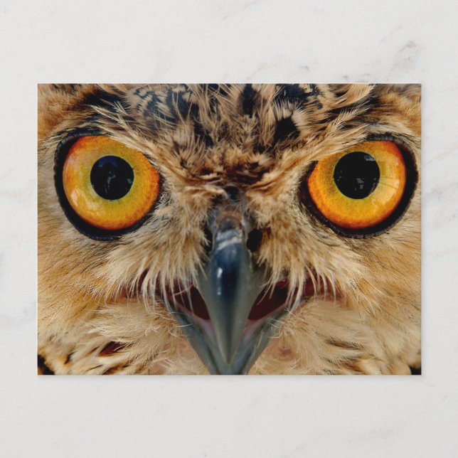 Postal Owls Eyes (Anverso)