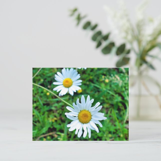 Postal Ox-Eye Daisies (Anverso de pie)