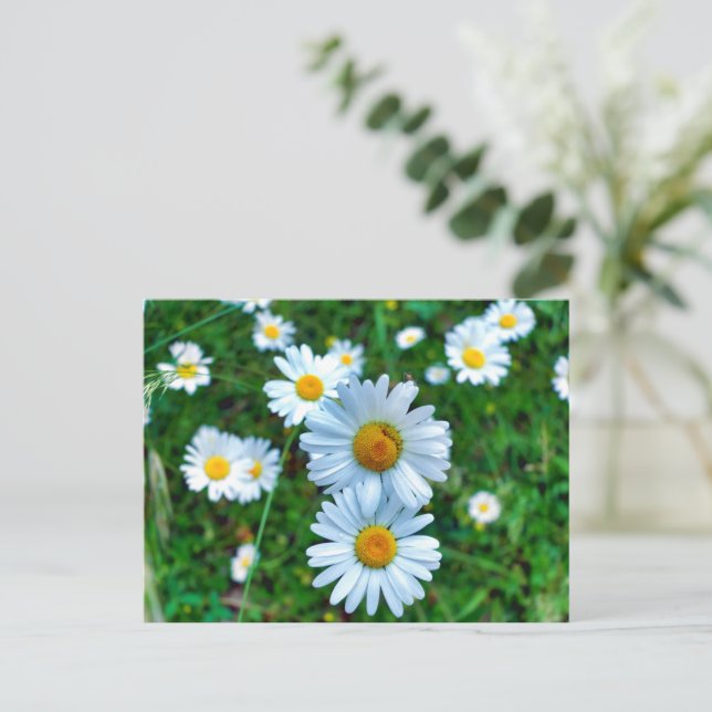 Postal Ox-Eye Daisies (Anverso de pie)