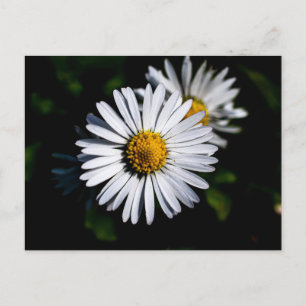 Postal oxeye daisy