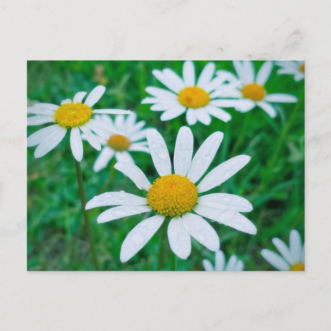 Postal Oxeye Daisy Flowers Meadow Fotografía de arte (Anverso)