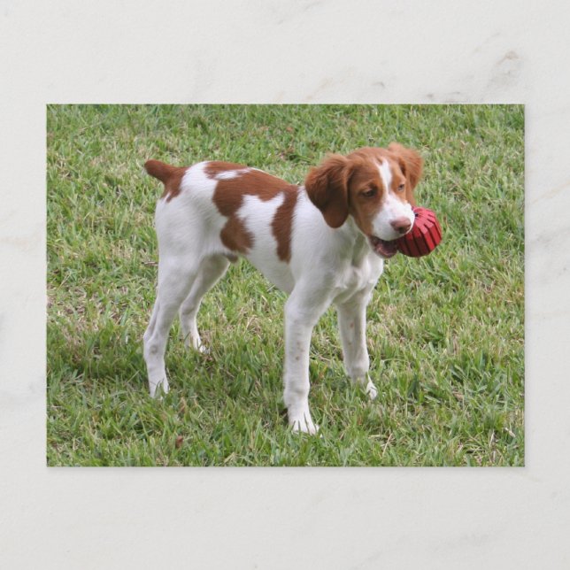 Postal "oxidada" del perrito de Bretaña (Anverso)