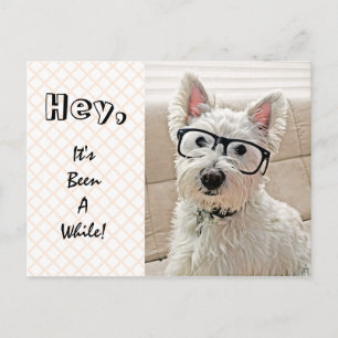 Postal Oye, hace tiempo que Westie lleva gafas
