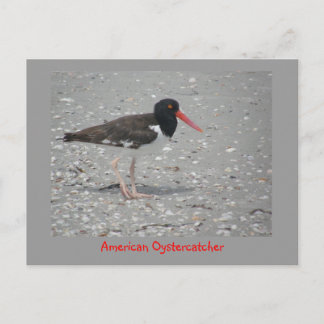 Postal Oystercatcher estadounidense