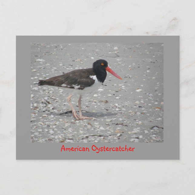 Postal Oystercatcher estadounidense (Anverso)
