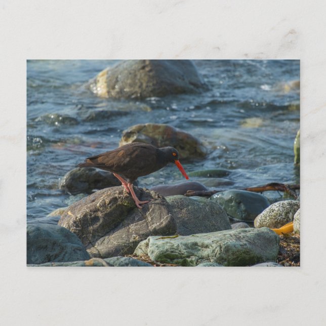Postal Oystercatcher negro (Anverso)