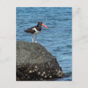 Postal Oystercatcher Shorebird
