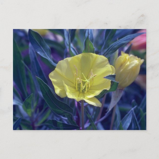 Postal Ozark amarillo Sungotas, (Oenothera Macrocarpa) fl (Anverso)
