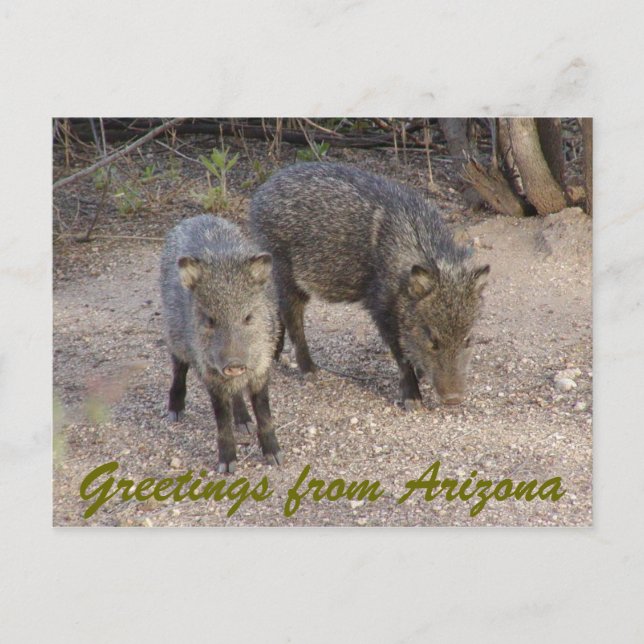 Postal P1010080, Saludos desde Arizona (Anverso)