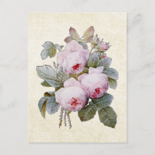 Postal P.J. Redoute Bourbon Rosa Floral