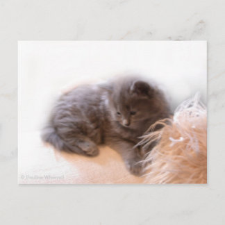 Postal © P Wherrell Cute gatito gris de pelo largo