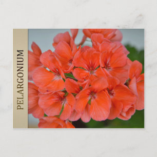 Postal PAC Bergpalais Pelargonium Postcard