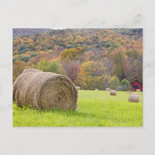 Postal Pacas de heno y follaje de otoño en granja, (Anverso)