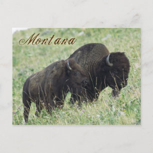 Postal Pacentero de venado en Montana