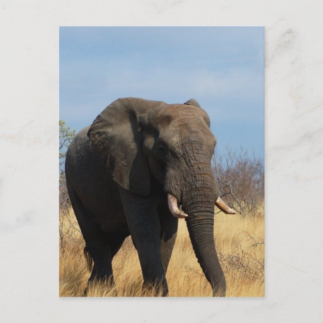 Postal Pachyderm Postcard (Anverso)