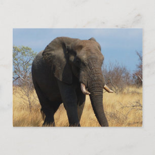 Postal Pachyderm Postcard 