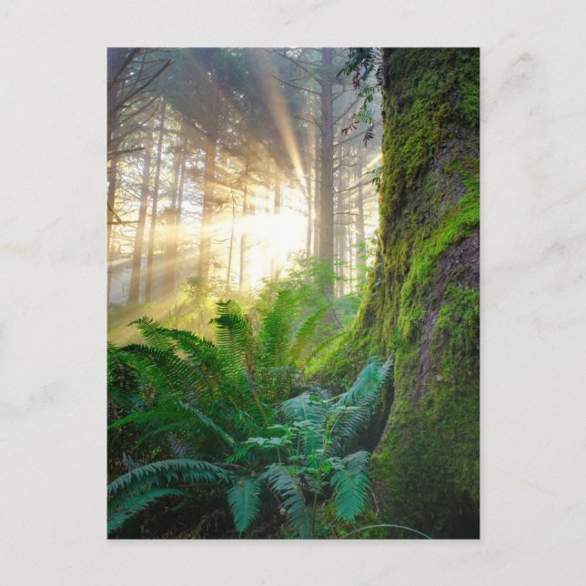 Postal Pacific Coast Forest, Oregon (Anverso)
