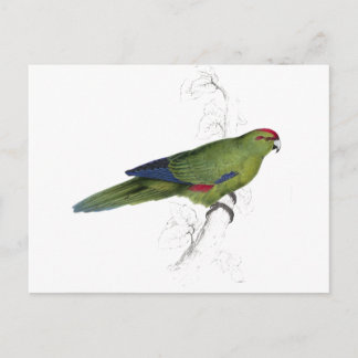 Postal Pacific Parrakeet de Edward Lear