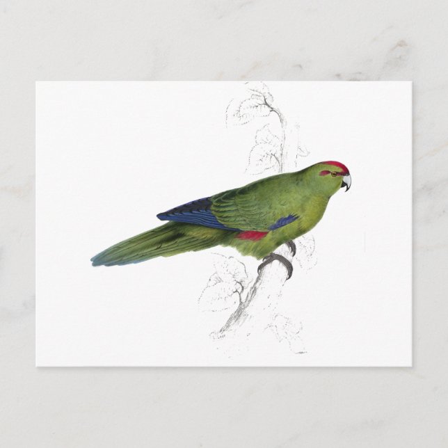 Postal Pacific Parrakeet de Edward Lear (Anverso)