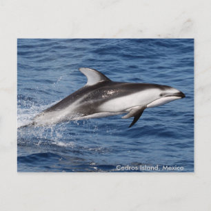 Postal Pacific White Sided Dolphin Postcards