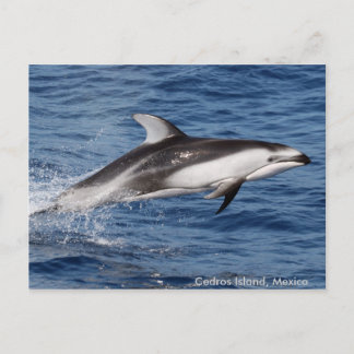 Postal Pacific White Sided Dolphin Postcards