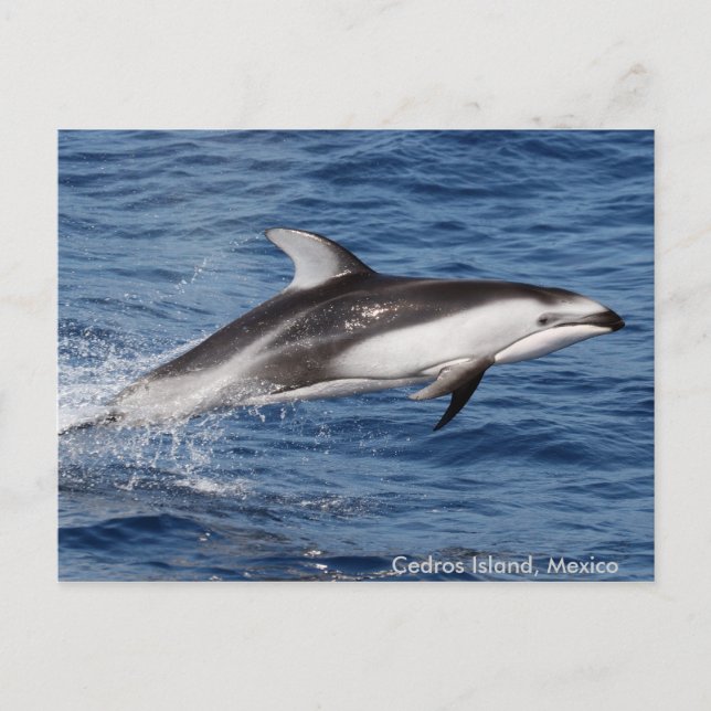 Postal Pacific White Sided Dolphin Postcards (Anverso)