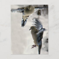 Pacíficas palomas de luto en medio del vuelo