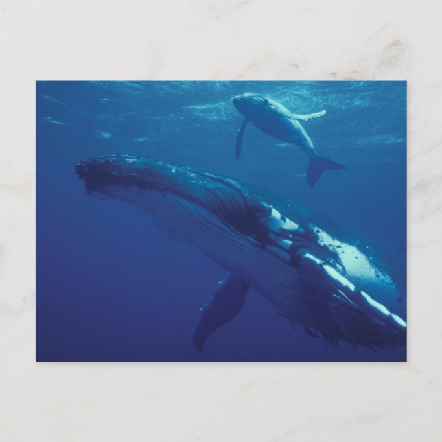 Postal Pacífico Sur, Tonga. ballena jorobada (Anverso)