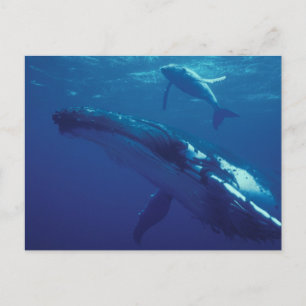 Postal Pacífico Sur, Tonga. ballena jorobada y cría