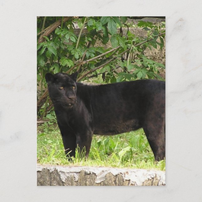 Postal Pacing Panther Postcard (Anverso)