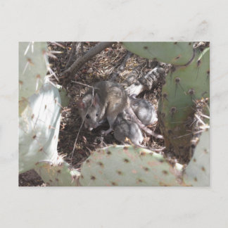 Postal Packrat Mother con bebés