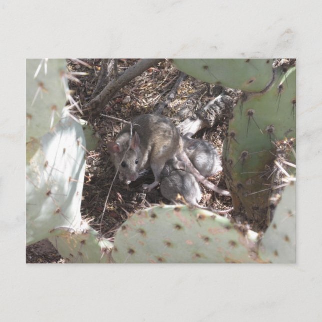 Postal Packrat Mother con bebés (Anverso)