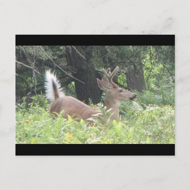 Postal ¿Padre bambis? (Anverso)