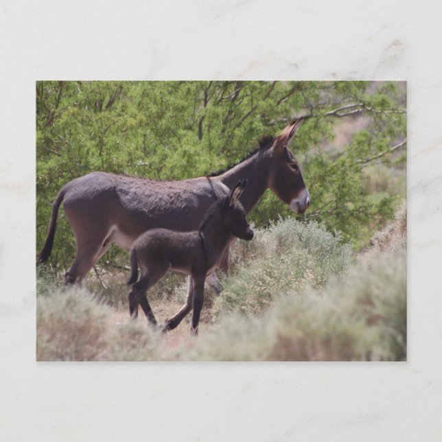 Postal Padre e hijo de Burros salvajes en Beatty, Nevada (Anverso)