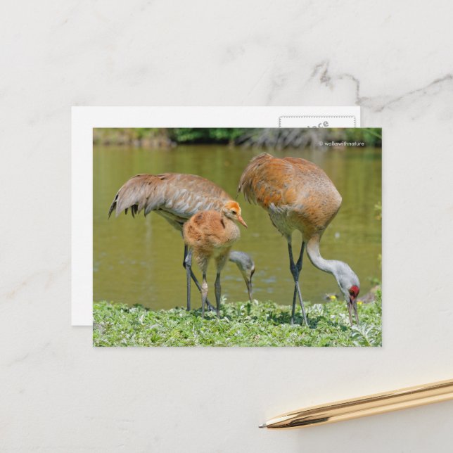 Postal Padres de Sandhill Crane y polluelo (Anverso/Reverso In Situ)
