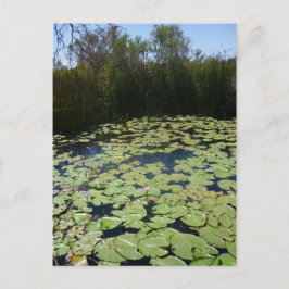 Postal Pads de Lily de Salida