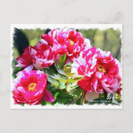 Postal Paeonia ス カ ド