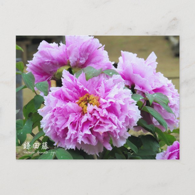 Postal Paeonia "Kamata-fuji" [postal] (Anverso)