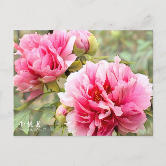 Postal Paeonia lactiflora "Shintouen" [Postal] (Anverso)